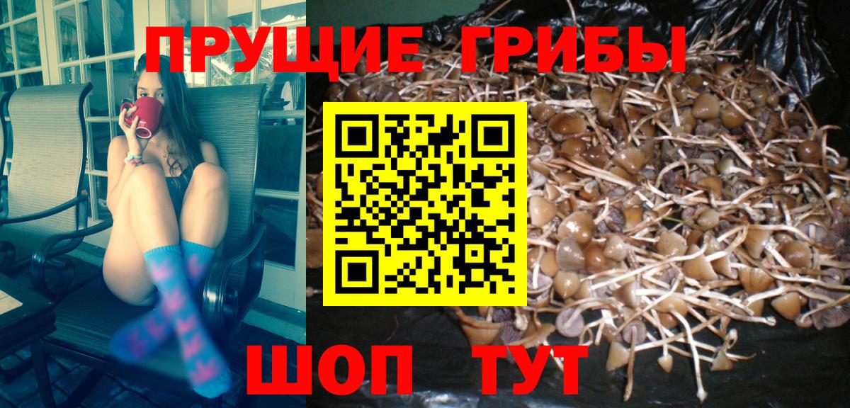 Чистополь  Галлюциногенные грибы Cubensis  Вход с VPN 